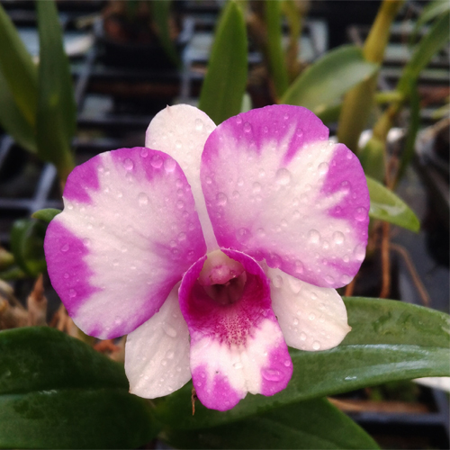 Dendrobium Airy Cartoon B S Dendrobium Airy Cartoon B S